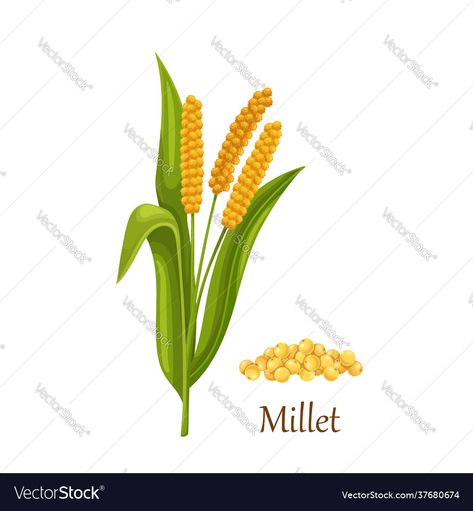 Proso Millet, Plant Vector, Millet, Transparent Png, Png Images, Cereal, Vector Images, Vector Free, Vector Illustration