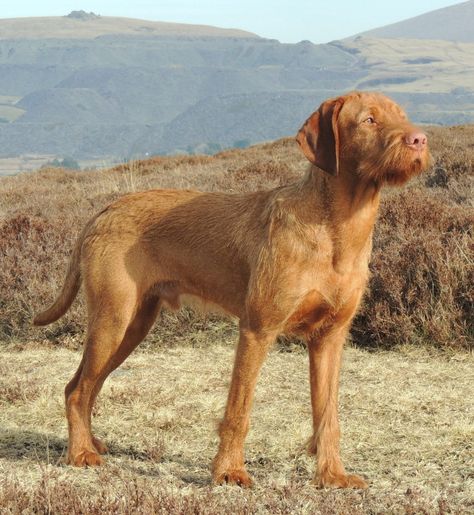 Dogs Doing Funny Things, Dog Breeding Business, Hungarian Dog, Wirehaired Vizsla, Hungarian Vizsla, Vizsla Dogs, Purebred Dogs, Sporting Dogs, Weimaraner