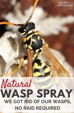 You don't need Raid or yucky chemicals to kill your bee hive or wasp nest. Get rid of wasps naturally with this super simple recipe. Getting Rid Of Bees, Wasp Killer, Wasp Spray, Wasp Repellent, Get Rid Of Wasps, Bug Repellant, Wasp Traps, Bee Traps, Wasp Nest