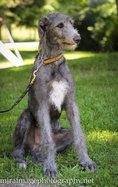 Scottish Deerhound puppy | Brie Burkhart Scottish Deerhound, Largest Dog, Irish Wolfhound, Large Dog Breeds, Hound Dog, Number 3, Whippet, Doberman, Big Dogs