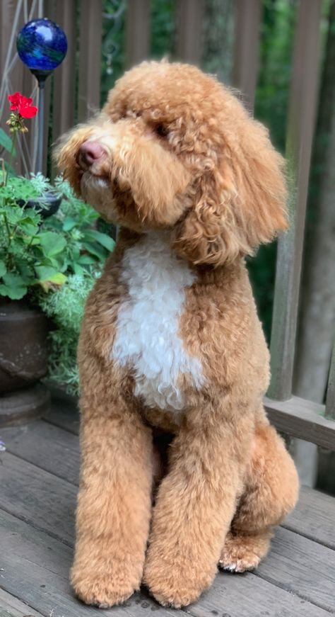 Curly Hair Dog Grooming, Tuxedo Goldendoodle, Doodle Haircuts, Cooper Hair, Dog Haircut, Goldendoodle Grooming, Grooming Ideas, Dog Haircuts, Grooming Style