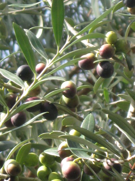 Arbequina Olive Fruit -- Unusual Fruits Should Be Grown More! Olive Tree Indoor, Unusual Fruits, Arbequina Olive Tree, Olive Oil Store, Growing Olive Trees, Fruit Bearing Trees, Tree Indoor, Plant Zones, Tropical Background