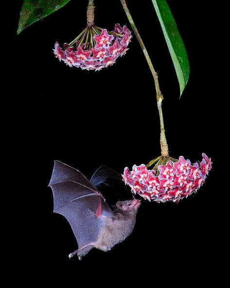 POLINIZADORES The amazingly work that the bats do for pollination is something that remind us the importance of a balanced habitats, it’s… | Instagram Visit Costa Rica, Costa Rican, Colorful Birds, My Last, Costa Rica, Mammals, Bat, Birds, Instagram Photos