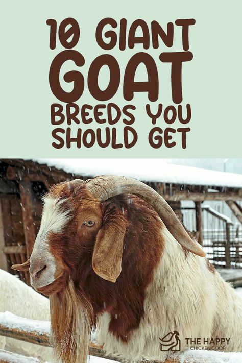 If you’re looking for some of the biggest, baddest goats on the block, we got the list for you! Here are 10 giant goat breeds that can suit your different homesteading needs! Damascus Goat, Kiko Goats, Goat Ideas, Types Of Goats, Goat Breeds, Alpine Goats, Keeping Goats, Farming Ideas, Raising Pigs