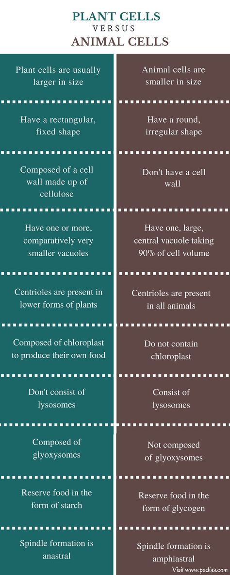 Lakna.  2017, February 25.  Difference Between Plant and Animal Cells.  Pediaa.  Online article that explains one by one the differences between animal and plant cells.  Good option for collaborative station, where students view together and record differences. Difference Between Plant And Animal Cell, Cell Structure And Function Notes, Plant Cell Vs Animal Cell, Animal Cell Parts, Cell Parts And Functions, Animal Cell Structure, Plant Cell Structure, Endoplasmic Reticulum, Classifying Animals