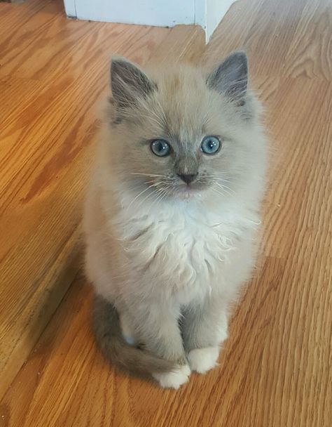 Blue Mink Ragdoll, Blue Point Cat, Blue Point Ragdoll, Mitted Ragdoll, Ragdoll Kittens, Roblox Robux, Dream's Cat, Treat Dispenser, Ragdoll Cats