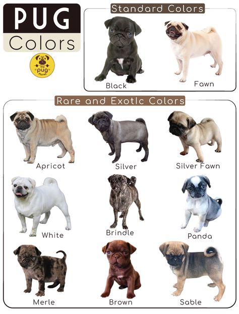 Pug Aesthetics, Pug Facts, Brindle Pug, Pug Breed, Pug Tattoo, Baby Pugs, Pug Pictures, Black Pug, Pug Puppies