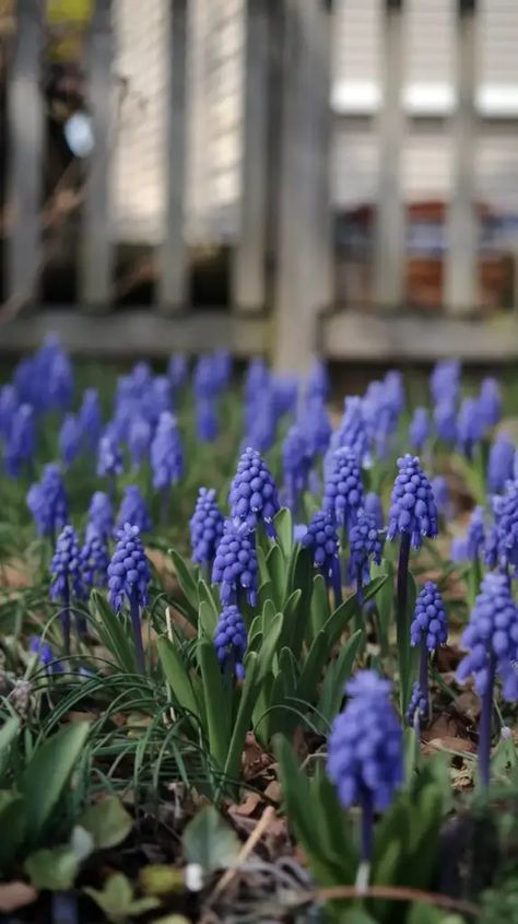 A photo of a garden with grape hyacinths (Muscari) in full bloom. The ground is carpeted with the cobalt blue flowers, which look like little clusters of grapes. The flowers are accompanied by green leaves. The background reveals a wooden fence and a house. The lighting is soft. Blue Grape Hyacinth, Hyacinth Wedding, Blue Flower Field, Blue Hyacinth, Grape Hyacinth, Sea Witch, Spring Bulbs, Wooden Fence, In Full Bloom