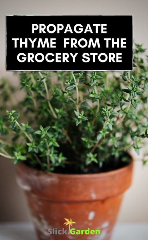 Grow Thyme Indoors, How To Propagate Herbs From Cuttings, Growing Thyme In Pots, How To Propagate Herbs, How To Propagate Thyme, Growing Thyme Indoors, Propagating Herbs, Grow Thyme, Thyme Uses