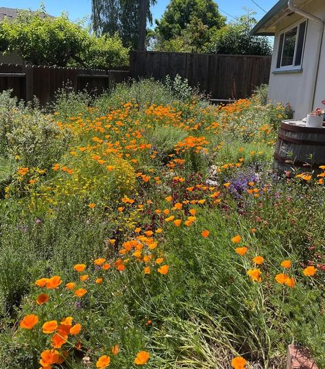 "So beautiful!" Gardener shares 'gorgeous' photo of their colorful, low-maintenance lawn meadow: 'This view never gets old' first appeared on The Cool Down. Meadow Lawn, Native Plant Gardening, Drought Resistant, California Poppy, Plant Supports, Home Upgrades, Low Maintenance, Woodland Creatures, Native Plants