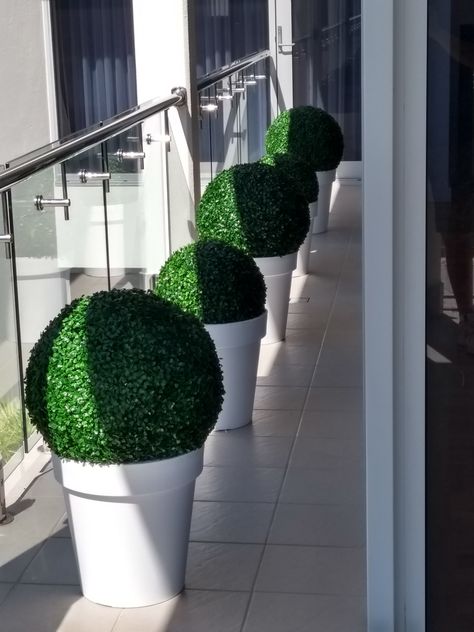 A perfect ornamental feature for: Hanging from a hook / string. Placing on-top of a vase. Sitting on a table, floor or cupboard. Topiary Balls, Boxwood Topiary, Vertical Gardens, Box Wood, Sunshine Coast, On The Ground, Backyard Ideas, The Roof, Maine House