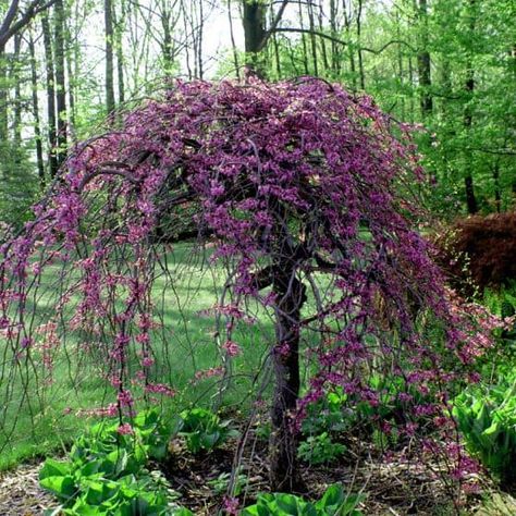 Best Trees for Small Yards | Home, Garden and Homestead Judas Tree, Living Sculpture, Weeping Trees, Albizia Julibrissin, Tree Beautiful, Redbud Tree, Yard Landscape, Garden Shrubs, Garden Rooms