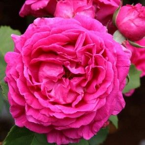 Mme Isaac Pereire Moss Roses, Red Climbing Roses, Old English Roses, Pretty Flowers Pictures, Old Garden, Rose Plant, Heirloom Roses, Fragrant Plant, Types Of Roses