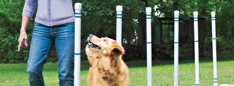 Pet Agility Course Diy Dog Agility Course, Dog Agility Course Diy, Dog Agility Course, Agility Training For Dogs, Dog Playground, Cesar Millan, Agility Training, Dog Agility, Diy Dog