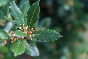 Bay Leaves Uses, Bay Leaf Plant, Bay Leaf Tree, Bay Trees, Pruning Fruit Trees, Box Hedging, Bay Laurel, Laurus Nobilis, Herb Garden In Kitchen