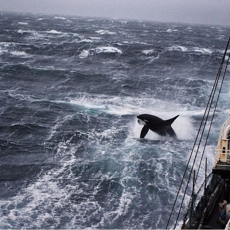 An amazing shot in the Bering Sea. We are able to see things that no one else can even dream about while on the job. It makes those shitty… Bering Sea, Sea Creatures, Things That, Sustainability, Bucket List, Fish, Canning, Water, Animals