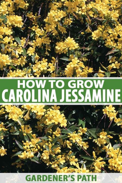 Vine Outdoor Plants, Carolina Jasmine Vine, Yellow Jasmine Flower, Carolina Jessamine, Blooming Vines, Vine Fence, Carolina Jasmine, Yellow Jasmine, Florida Backyard