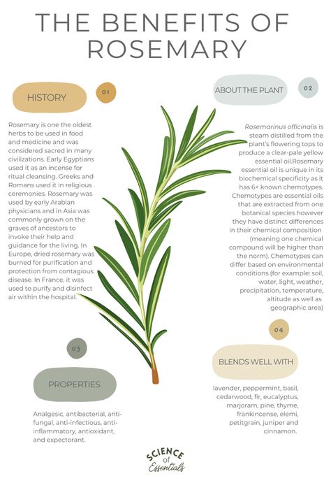 Rosemary Herb Benefits, Rosemary Hair Benefits, Rosemary Essential Oil Uses, Rosemary Uses, Rosemary Benefits, Benefits Of Rosemary Oil, Rosemary Plant Benefits, Rosemary Oil Benefits, Uses For Rosemary Essential Oil