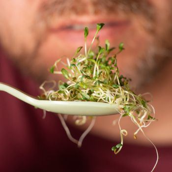 Growing Sprouts: Three Common Problems and How to Solve Them Growing Sprouts, Asparagus Beans, Strawberry Summer, Asian Vegetables, Chinese Cabbage, Lemon Lavender, Lemon Balm, Corn Salads, Parsnips