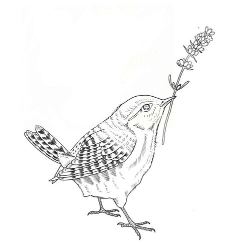 Wren Embroidery, Wren Drawing Simple, Jenny Wren Tattoo, Carolina Wren Drawing, Jenny Wren, Wren Tattoo Design, Wren Illustration, Wren Sketch, Cactus Wren Drawing