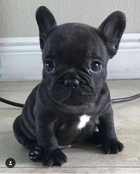 Baby French Bulldog, Cute Bulldog Puppies, Super Cute Puppies, Cute Bulldogs, Frenchie Puppy, Really Cute Dogs, Baby Animals Pictures, Cute French Bulldog, Cute Little Puppies