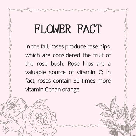 Flower Fact of the Week! This is about Roses!⁠ ⁠ Did you know...⁠ .⁠ .⁠ .⁠ .⁠ .⁠ .⁠ .⁠ .⁠ .⁠ .⁠ .⁠ .⁠ #didyouknow #questions #facts #realfacts Facts About Flowers, Flower Facts, Craft From Waste Material, Waste Material, Paper Flower Bouquet, Rose Bush, Real Facts, Facts About, Flowers Bouquet