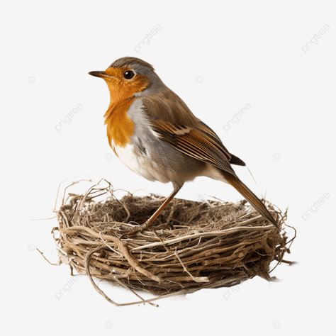 guardian of life robin bird protecting its nest bird robin robin bird png Bird Png, Palette Challenge, Color Palette Challenge, Robin Bird, Transparent Image, Bird Nest, Png Transparent, Free Png, Png Image