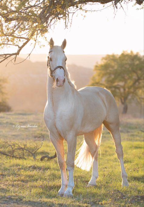 Ahal Teke, Images Of Animals, Cute Horse Pictures, Majestic Creatures, Horse Aesthetic, Most Beautiful Horses, Majestic Horse, All The Pretty Horses, Pretty Animals