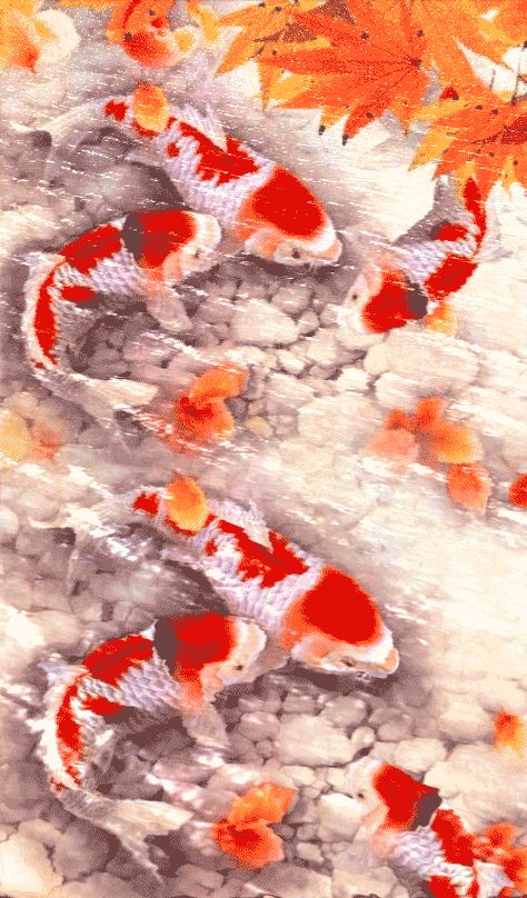 Koi Fish Gif, Goldfish Wallpaper, Fish Gif, Cichlid Aquarium, Holographic Wallpapers, Devotional Topics, Freshwater Aquarium Fish, Carpe Koi, Beautiful Sea Creatures