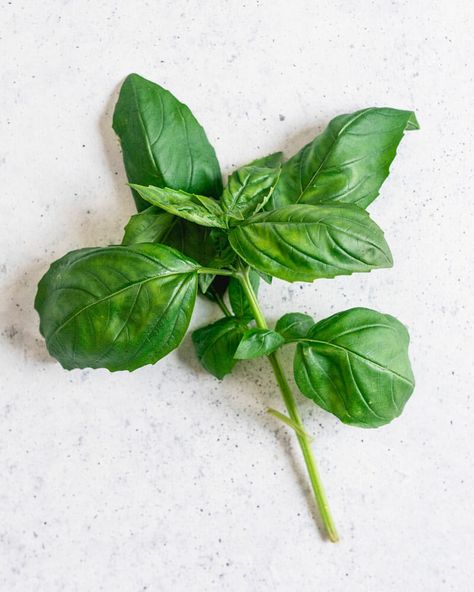 Storing Fresh Basil, Herbs Storage, Growing Basil Indoors, Cashew Pesto, Types Of Basil, Grow Basil, Harvesting Basil, Plant Based Soups, Growing Basil