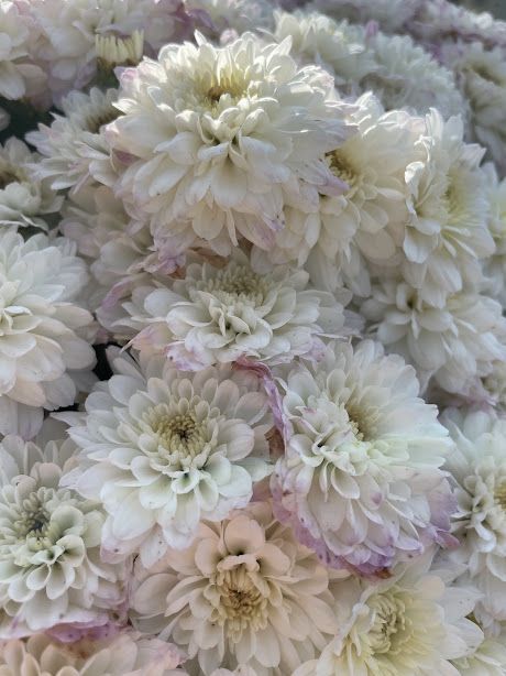 This mum is pretty and a bit unique.  It's a white mum, but gets a touch of purple. So cool! #touchdownwhitemum #twotonemum #fallmums Garden Mum, White Mums, Fall Mums, Mums Flowers, Flowers White, White Gardens, So Cool, Two Tone, Purple