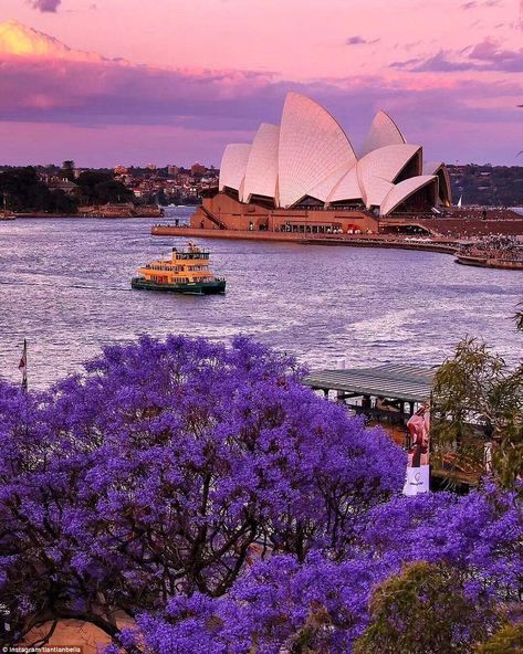 Sidney Australia, Jacaranda Tree, Travel Inspo, Australia Travel, Dream Destinations, Sydney Australia, Places Around The World, Travel Aesthetic, Nature Travel