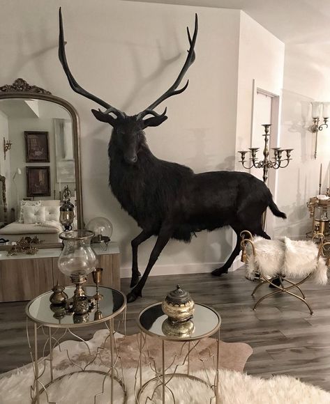 Black Deer Taxidermy, Taxidermy Birds Display, Mythical Taxidermy, Cool Taxidermy, Horse Taxidermy, Taxidermy Decor Living Room, Crow Taxidermy, Taxidermy Tattoo, Rabbit Taxidermy