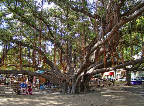 Lahaina Maui - I didn't take photo of this tree, so had to share someone elses. Loved Lahaina though! Hawaii 2023, Lanikai Beach, Lahaina Maui, Beautiful Hawaii, Trip To Maui, Maui Travel, Night Rain, Hawaii Maui, Maui Vacation