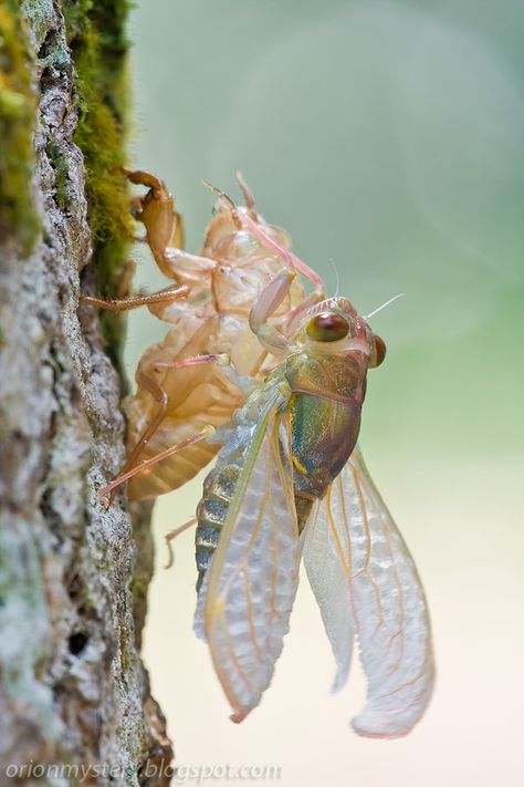 Cicada emergence by Kurt Orionmystery G, via 500px Cool Insects, Cool Bugs, A Bug's Life, Beautiful Bugs, Creepy Crawlies, Arthropods, Arachnids, Bugs And Insects, 판타지 아트