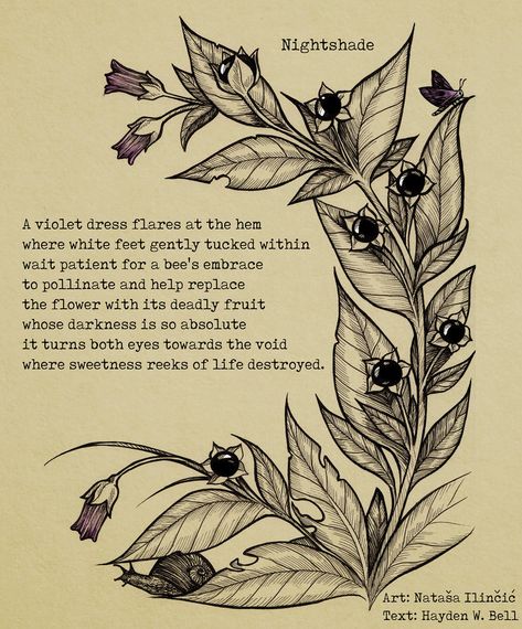 Nightshade Tattoo Design, Night Shade Flower Tattoo, Poisonous Plants Illustration, Nightshade Flower Tattoo, Deadly Night Shade Tattoo, Belladona Flower Tattoo, Nightshade Drawing, Deadly Nightshade Tattoo, Nightshade Aesthetic