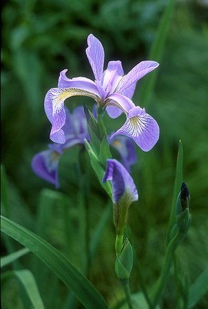 Subscribe to Our E-Newsletter! Prairie Nursery, Blue Flag Iris, Iris Versicolor, Milkweed Seeds, Asclepias Tuberosa, Wild Iris, Cardinal Flower, Purple Poppies, Popular Flowers