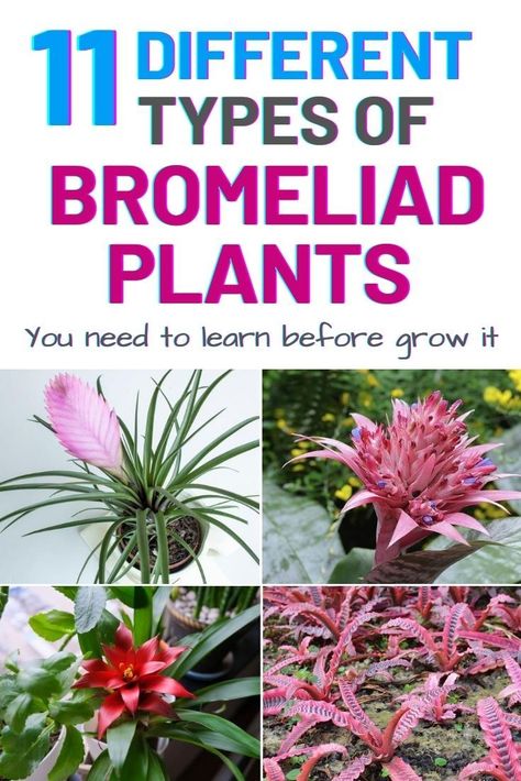 Here I would like to share with you some different types of bromeliads so that you can learn the differences between them before start to grown it. #bromeliad #plant #growing #gardening #catopsis #neoregelia #vriesea Bromeliad Landscaping Ideas, Bromeliads Indoor, Bromeliads Garden, Bromeliads Landscaping, Bromeliad Plant, Vege Garden, Florida Plants, Inside Garden, Backyard Flowers