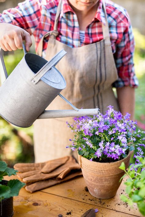 Campanula Plant, Rustic Garden Design, Agriculture Photography, Dream Garden Backyards, Modern Water Feature, Front Lawn Landscaping, Backyard Covered Patios, Boxwood Garden, Watering Plants