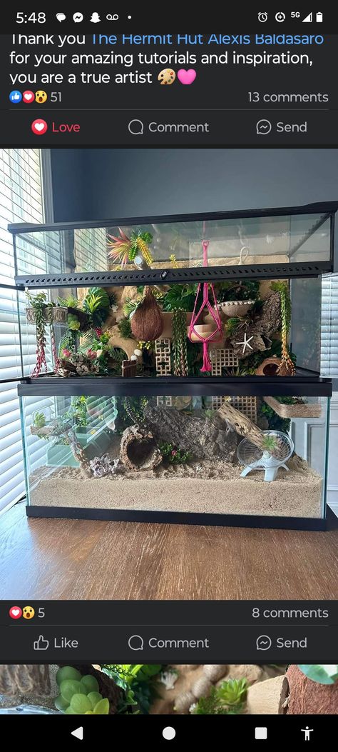 Pet Crab Tanks, Hermit Crab Setup, Hermit Crab Enclosure Ideas, Hermit Crab Tank Setup, Crabitat Ideas Diy Hermit Crab Habitat, Diy Hermit Crab Habitat, Reptile Room Setup, Hermit Crab Tank Ideas, Hermit Crab Enclosure