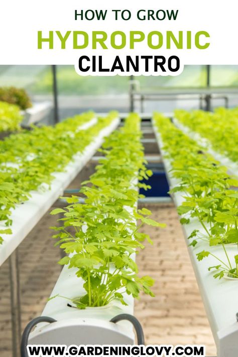 Hydroponic Cilantro, How To Grow Cilantro From Scraps, Growing Cilantro Outdoors, Growing Coriander, Growing Cilantro, Aqua Culture, Hydroponic Farming, Hydroponics System, Hydroponic Gardening