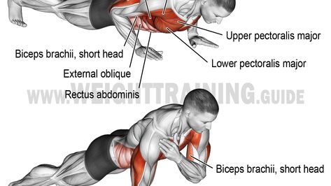 Shoulder Taps Exercise, Muscular Strength Exercises, Pectoralis Major, Serratus Anterior, Shoulder Taps, Shoulder Tap, Ectomorph Workout, Shoulder Training, Latihan Dada