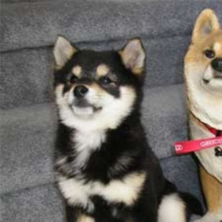 Dog And Cat Matching Icons, Dog Pfps, Dog Matching Pfp, Matching Icons Discord, Dog Match, Funny Face Photo, Dog Breeders, Cat Profile, Shiba Inu Dog