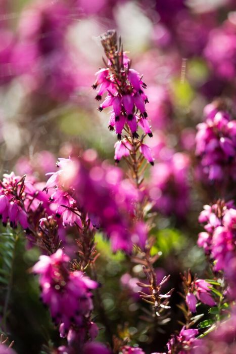 Erica Aesthetic, Erica Flower, Erica Carnea, Flower Board, Flower Varieties, Flower Identification, Orchid Show, Paint Flowers, Foundation Planting