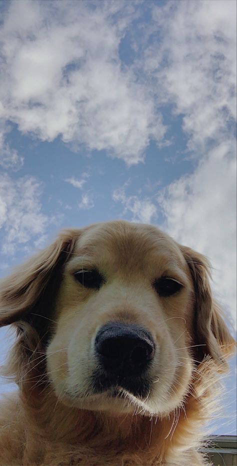 Golden Retriever Lockscreen, Dog Background Aesthetic, Cute Golden Retriever Aesthetic, Golden Retriever Wallpaper Iphone, Doggies Wallpaper, Dog Lockscreen, Golden Retriever Wallpaper, Articles Worksheet, Dog Wallpaper Iphone