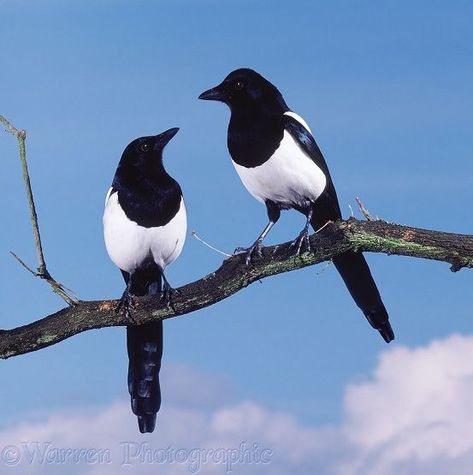 One for sorrow, two for joy .... Two Magpies, Magpie Tattoo, Eurasian Magpie, Magpie Art, Jackdaw, Crows Ravens, Kinds Of Birds, Animal Totems, Bird Pictures