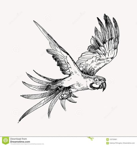 Macaw Flying, Penguin Sketch, Sketch Black And White, Jungle Tattoo, Parrot Tattoo, Fly Drawing, Parrot Drawing, Black And White Birds, Bird Sketch