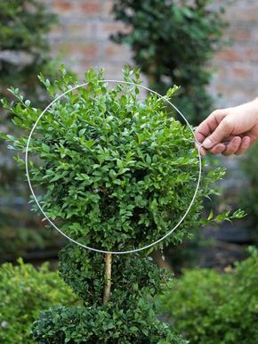 HGTV Gardens offers easy instructions on the types of shrubs that work well and the best way to topiary. Boxwood Landscaping, Boxwood Garden, Topiary Plants, Hgtv Garden, Landscaping Diy, Topiary Garden, Topiary Trees, Garden Shrubs, Garden Types