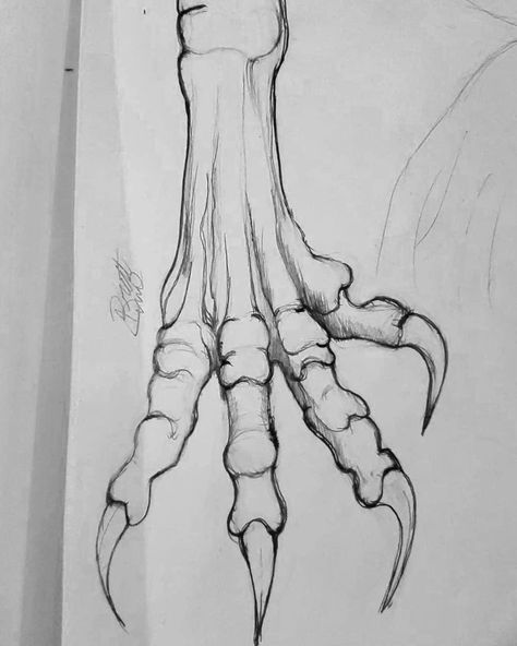 Dragon Wings Drawing Reference Folded, Dragon Feet Drawing, Dragon Claws Drawing Reference, How To Draw Claws, Dragon Feet Reference, Dragon Claws Drawing, Claw Reference, Dragon Skull Drawing, Dragon Tail Drawing