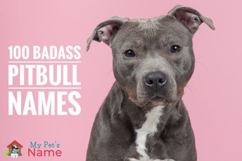 Pitbull Names: 100+ Tough, Badass & Strong Names for Pitbulls – My Pet's Name Boy Pitbull Names, Names For Pitbulls, Male Pitbull Names, Pitbull Puppy Names, Female Pitbull Names, Boy Puppy Names Unique, Types Of Pitbull Breeds, Pitbull Dog Names, Strong Dog Names Girl